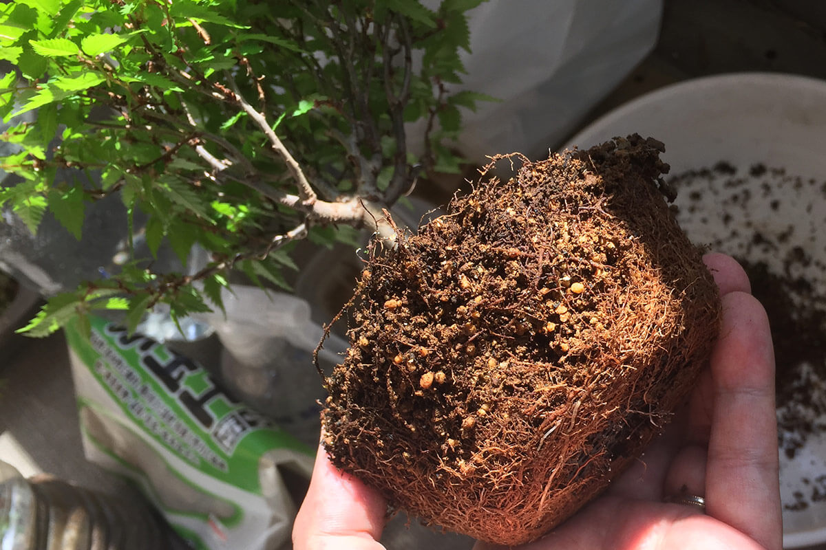 ケヤキ盆栽 植替え時の根の状態